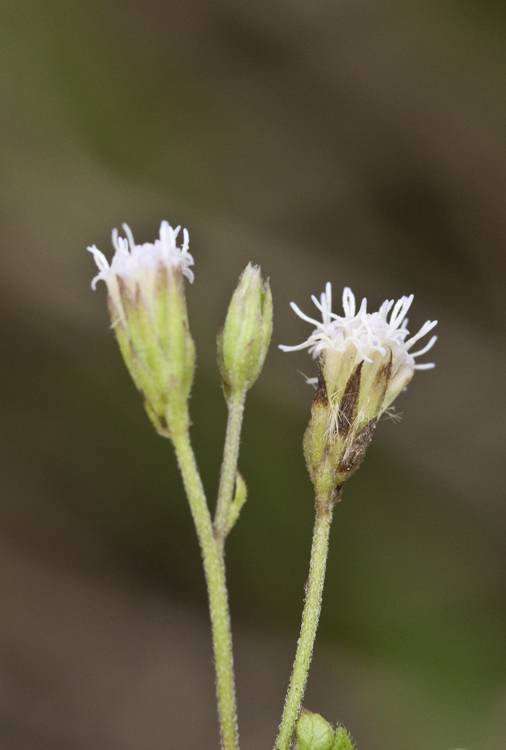 Plancia ëd Fleischmannia incarnata (Walt.) R. King & H. Rob.