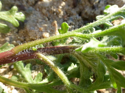 Image of silver bur ragweed