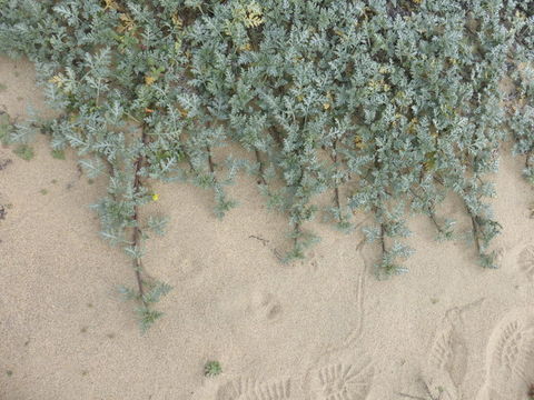 Image of silver bur ragweed