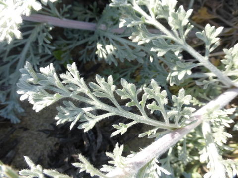 Image of beach wormwood