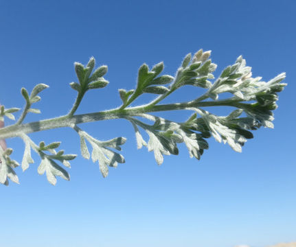 Image of beach wormwood