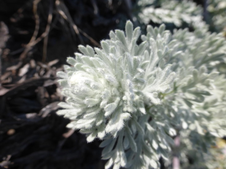 Image of beach wormwood