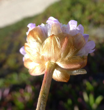 Image of California seapink