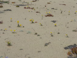 Image of coast wallflower