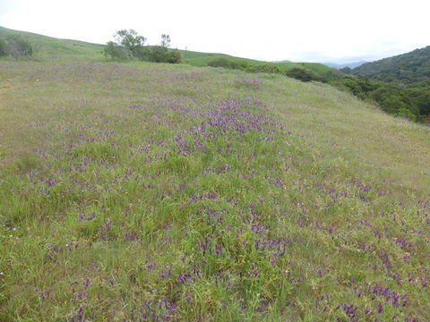 Image of fodder vetch