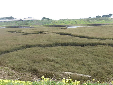 Слика од Salicornia pacifica Standl.