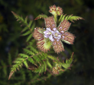 Plancia ëd Phacelia tanacetifolia Benth.