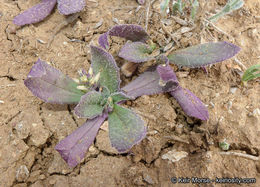 Plantago rhodosperma Decne.的圖片