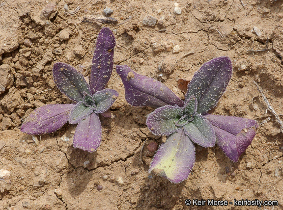 Plantago rhodosperma Decne.的圖片