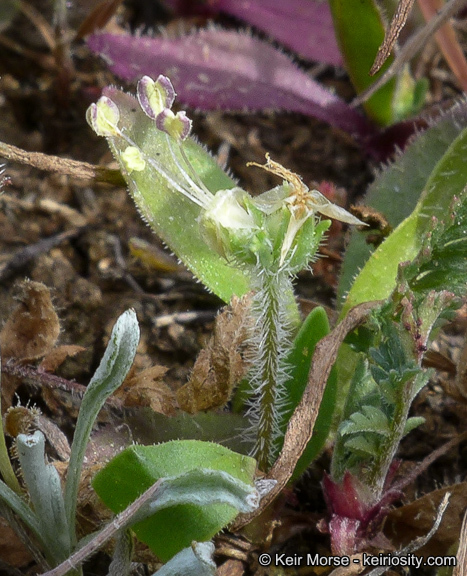 Plantago rhodosperma Decne.的圖片