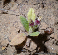 Plantago rhodosperma Decne.的圖片