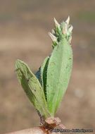 Plantago rhodosperma Decne.的圖片