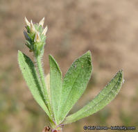 Plantago rhodosperma Decne.的圖片