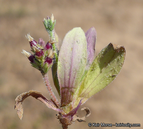 Plantago rhodosperma Decne.的圖片