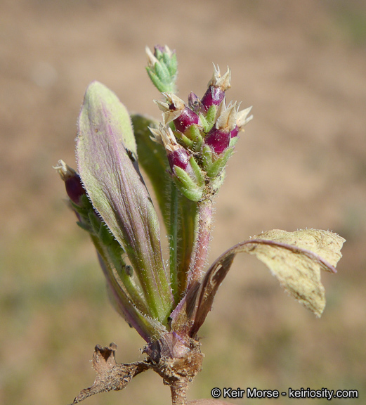 Plantago rhodosperma Decne.的圖片