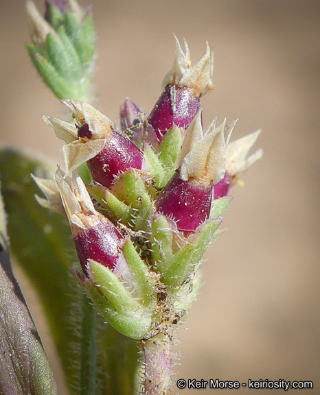 Plantago rhodosperma Decne.的圖片