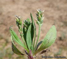 Plantago rhodosperma Decne.的圖片