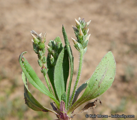 Plantago rhodosperma Decne.的圖片