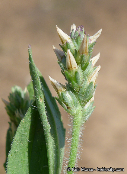 Plantago rhodosperma Decne.的圖片