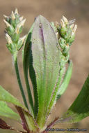 Plantago rhodosperma Decne.的圖片