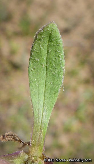 Plantago rhodosperma Decne.的圖片