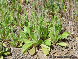 Plantago rhodosperma Decne.的圖片