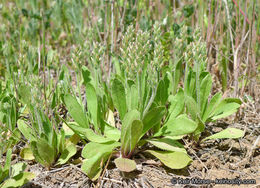 Plantago rhodosperma Decne.的圖片