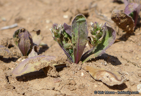 Plantago rhodosperma Decne.的圖片