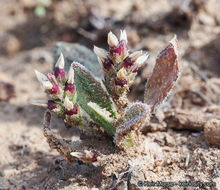 Image of redseed plantain