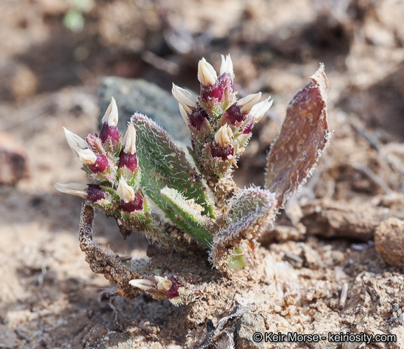 Plantago rhodosperma Decne.的圖片