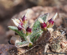 Image of redseed plantain