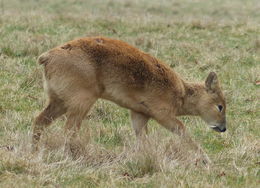 Image of Chinese Water Deer