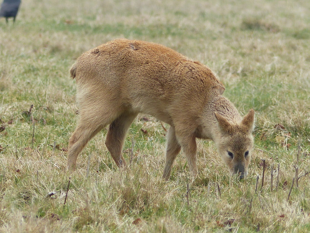 Image of Chinese Water Deer