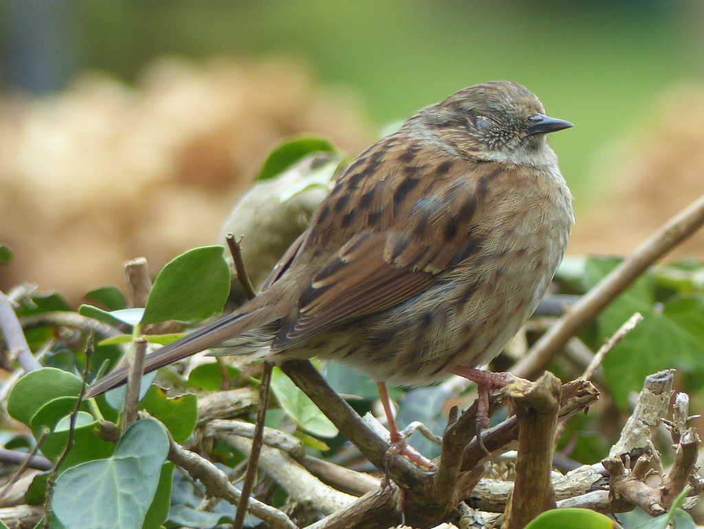 Image of Hedge accentor