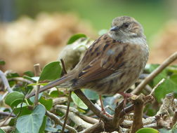 Image of Dunnock