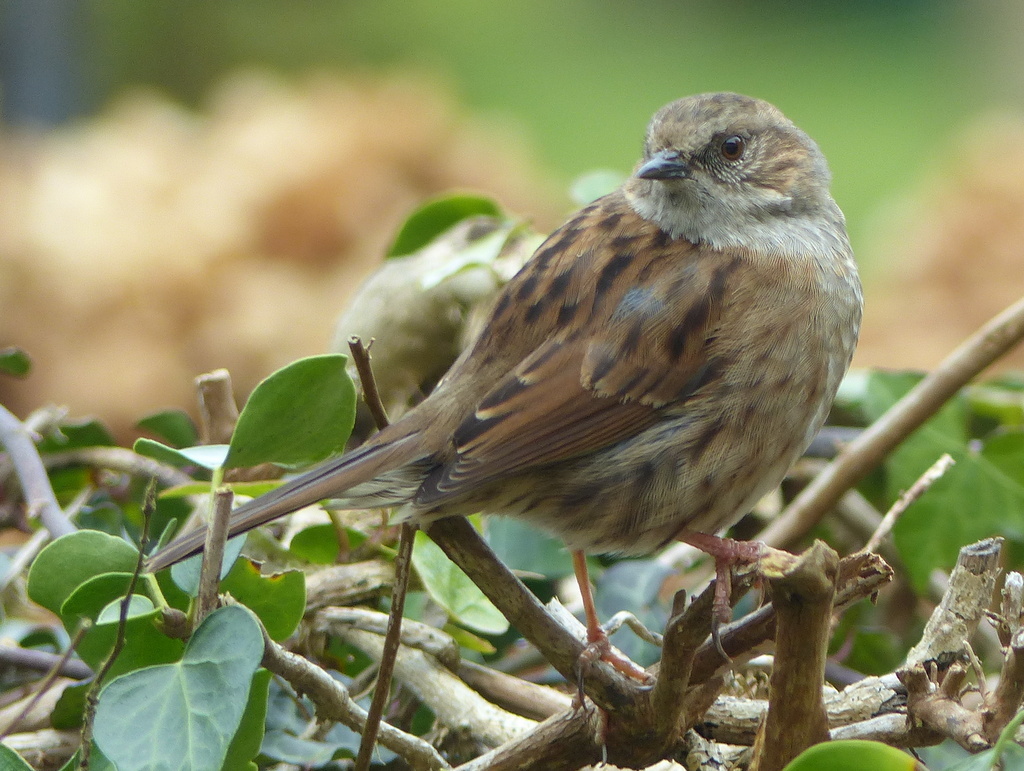 Image of Dunnock