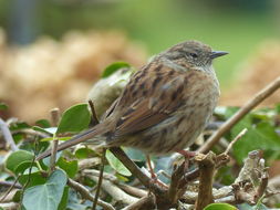 Image of Dunnock