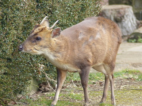 Image of Reeves' Muntjac