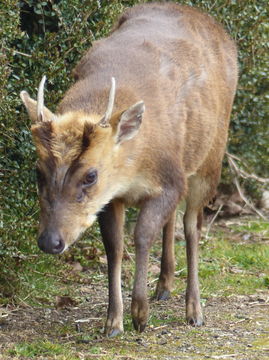 Image of Reeves' Muntjac