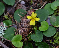 Sivun Viola sempervirens Greene kuva