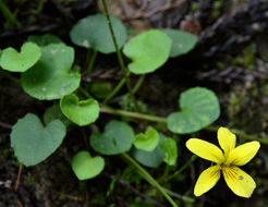 Sivun Viola sempervirens Greene kuva