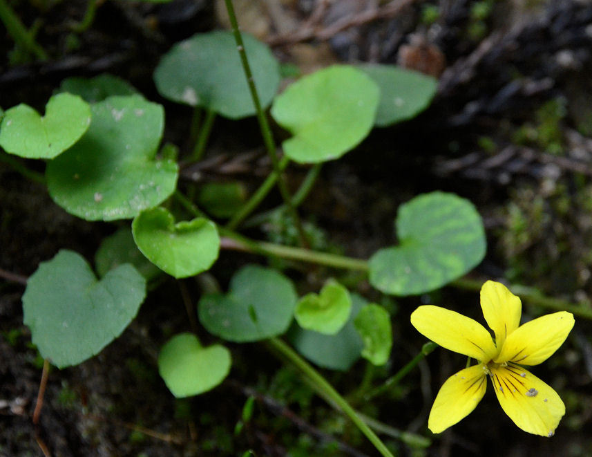 Image of Evergreen Violet