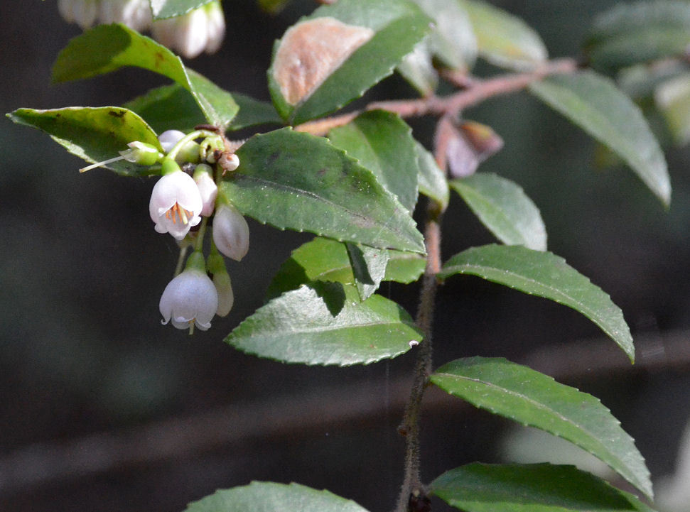 Image of evergreen huckleberry