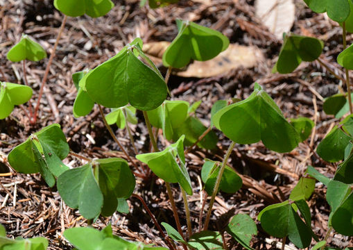 Image of redwood-sorrel