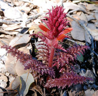 Imagem de Pedicularis densiflora Benth.