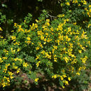 Image of French broom