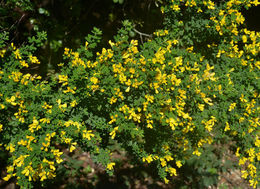 Image of French broom