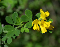 Image of French broom