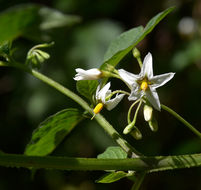 Image of greenspot nightshade