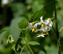 Image of greenspot nightshade